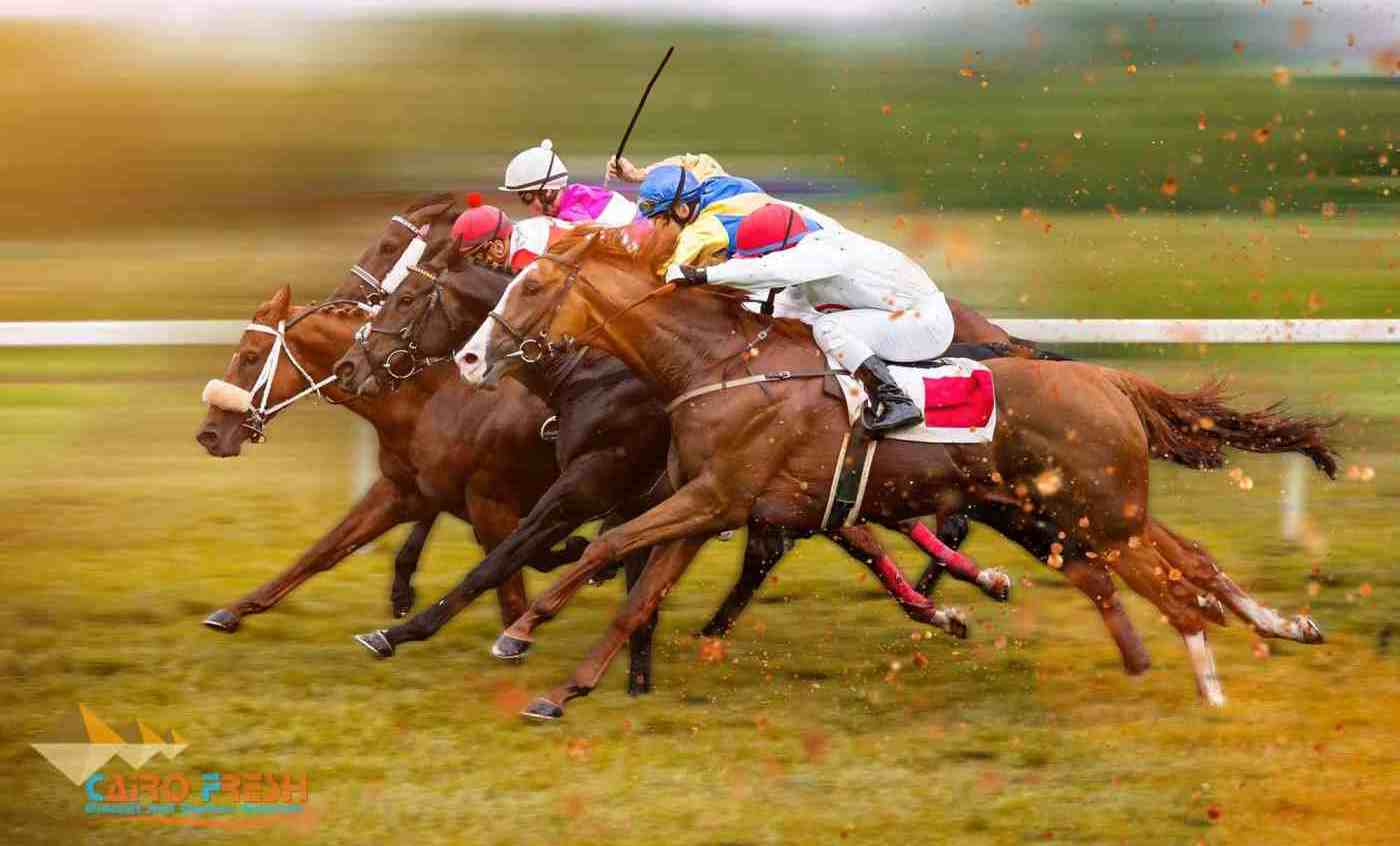Silica Sand For Horse Racing Track